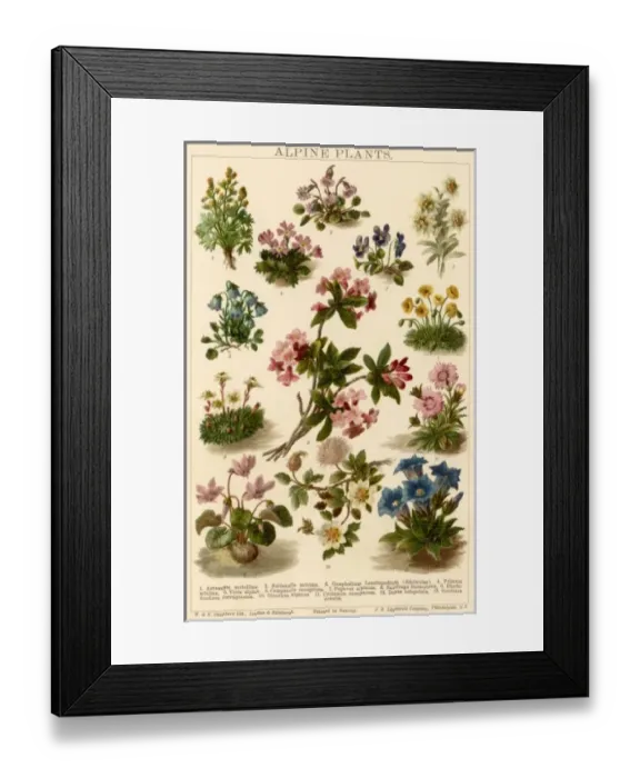 Framed Print : Plants / Alpine Plants Framed Print : Plants / Alpine Plants