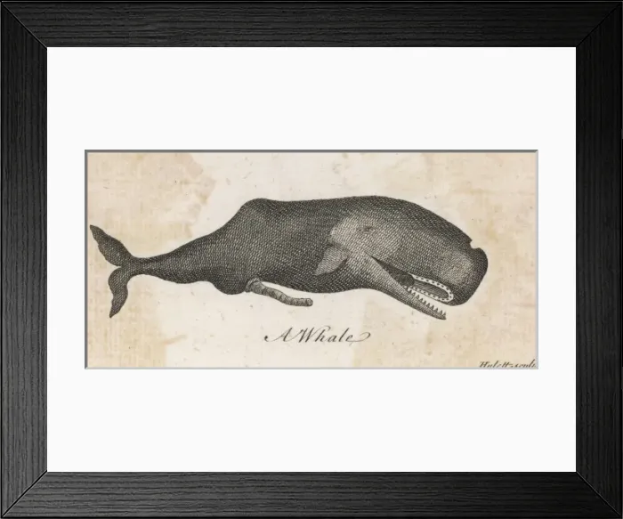 Framed Print : A Whale of 1763 Framed Print : A Whale of 1763