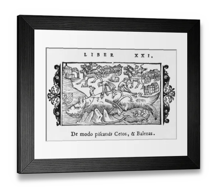 Framed Print : Whaling in Norway Framed Print : Whaling in Norway
