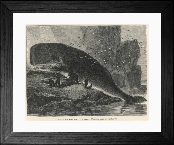 Framed Print : Sperm Whale on Rocks Framed Print : Sperm Whale on Rocks