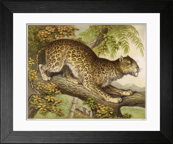 Framed Print : Leopard (Kronheim) Framed Print : Leopard (Kronheim)