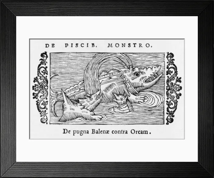 Framed Print : Whales Attack Whale Framed Print : Whales Attack Whale