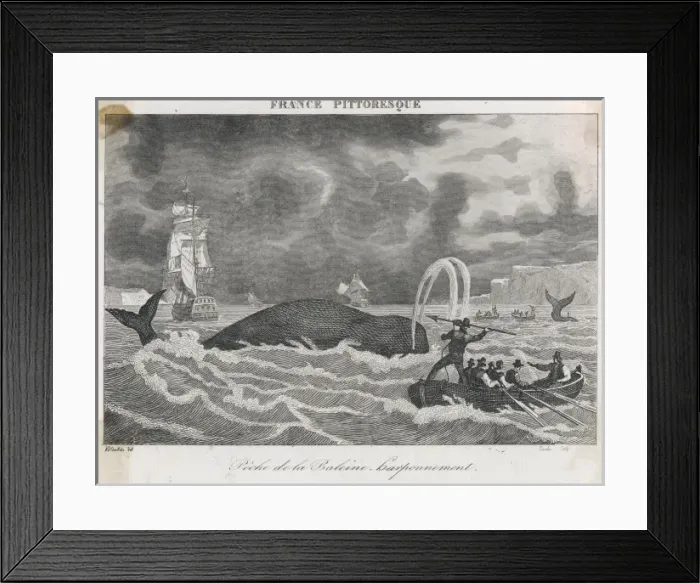 Framed Print : Whaling in Canada Framed Print : Whaling in Canada