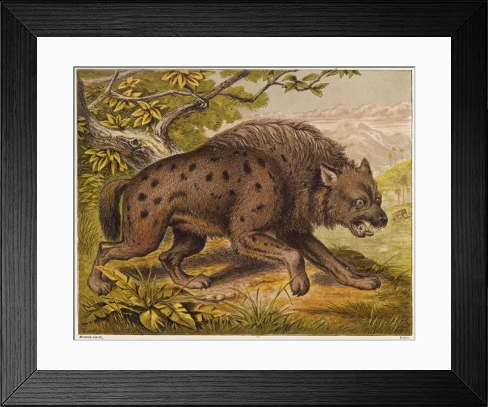 Framed Print : Hyena (Kronheim)