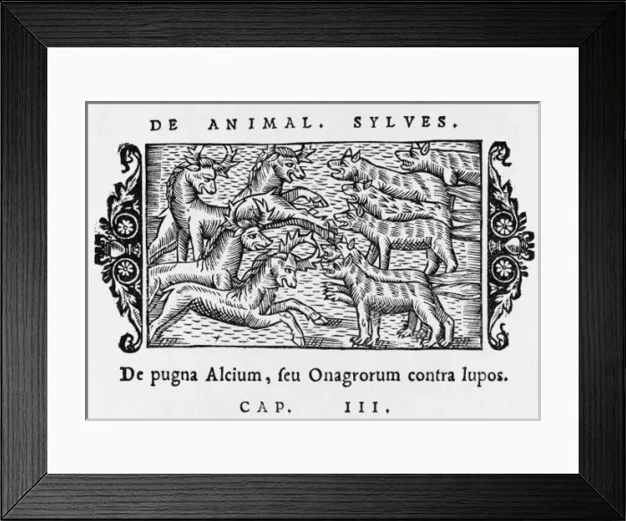 Framed Print : Moose / Elk & Wolves 1555 Framed Print : Moose / Elk & Wolves 1555