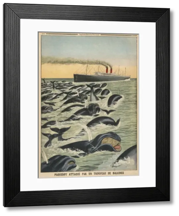 Framed Print : Whale Attacks Liner Framed Print : Whale Attacks Liner