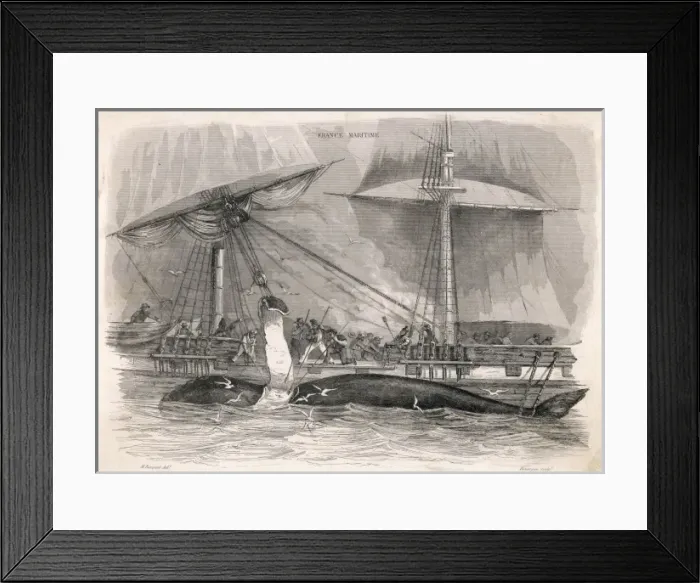 Framed Print : Stripping Blubber Framed Print : Stripping Blubber
