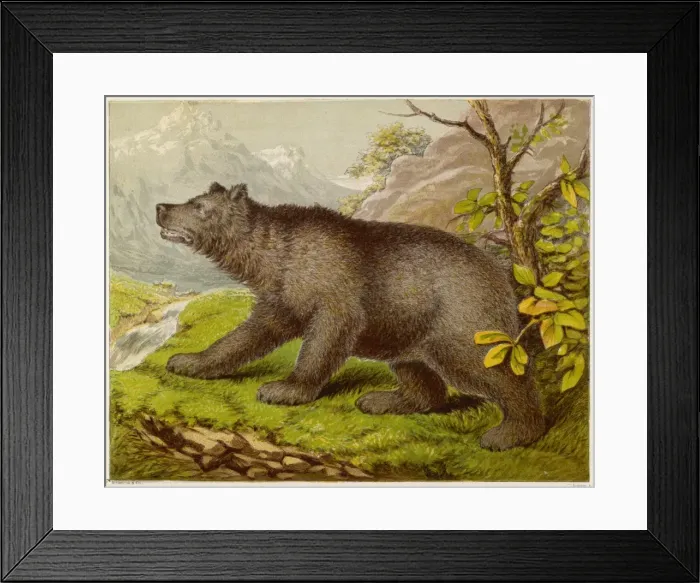 Framed Print : Bear (Kronheim) Framed Print : Bear (Kronheim)