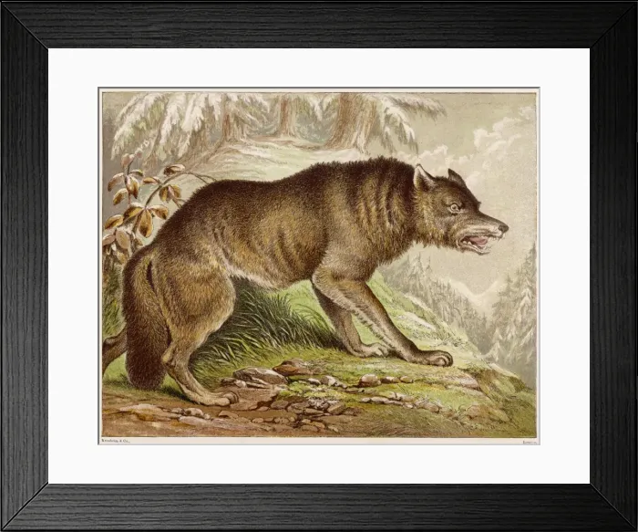 Framed Print : Wolf (Kronheim) Framed Print : Wolf (Kronheim)