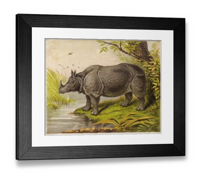 Framed Print : Rhinoceros / Kronheim 1869 Framed Print : Rhinoceros / Kronheim 1869