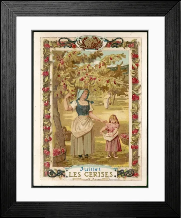 Framed Print : Seasons / July / Cherries Framed Print : Seasons / July / Cherries