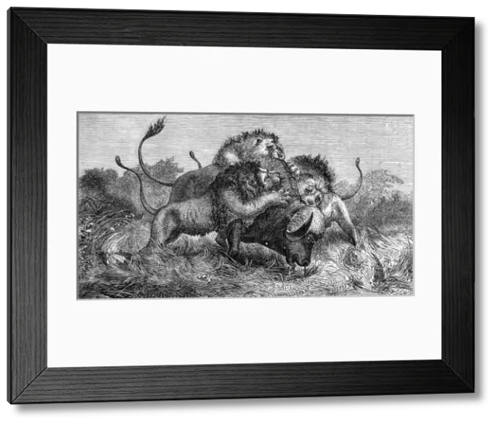 Framed Print : Lions attacking a Buffalo, South Africa, 1857 Framed Print : Lions attacking a Buffalo, South Africa, 1857