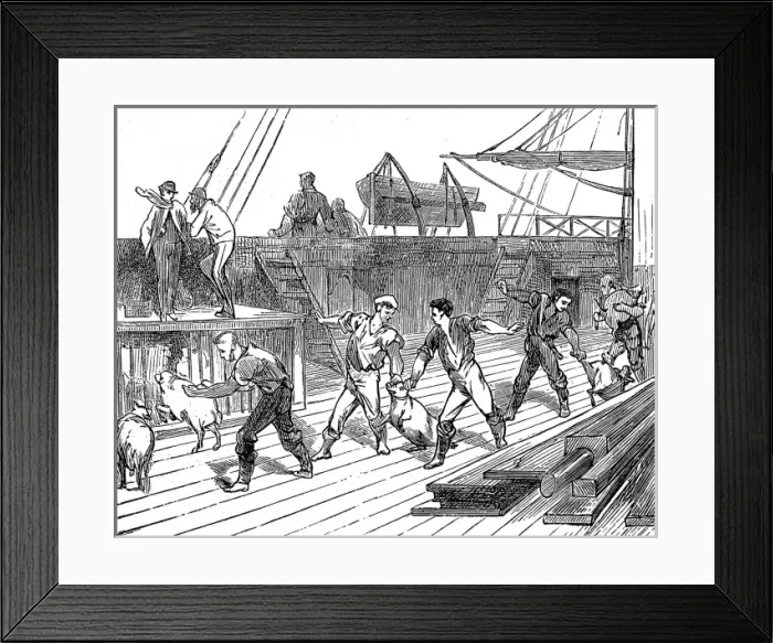 Framed Print : Live Provisions on the deck of the emigrant ship, Indus Framed Print : Live Provisions on the deck of the emigrant ship, Indus
