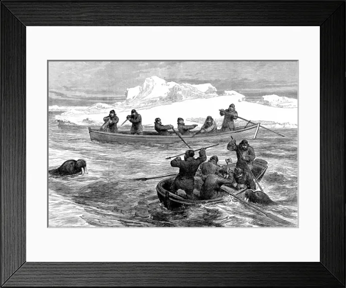 Framed Print : Walrus Hunting during the Pandora Arctic Expedition, 1876 Framed Print : Walrus Hunting during the Pandora Arctic Expedition, 1876