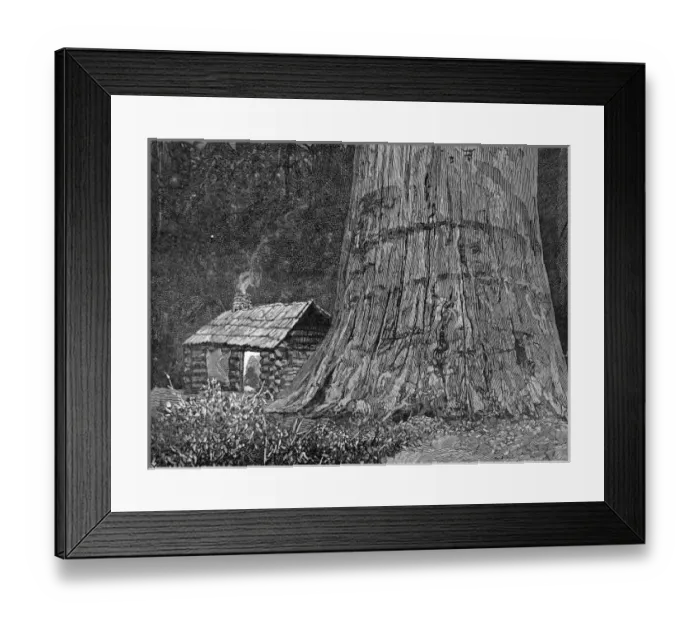 Framed Print : Californian redwood tree, 1888 Framed Print : Californian redwood tree, 1888