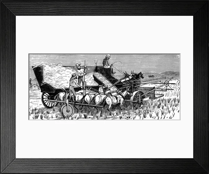 Framed Print : America. Wheat Farming in California. June: Heading Framed Print : America. Wheat Farming in California. June: Heading