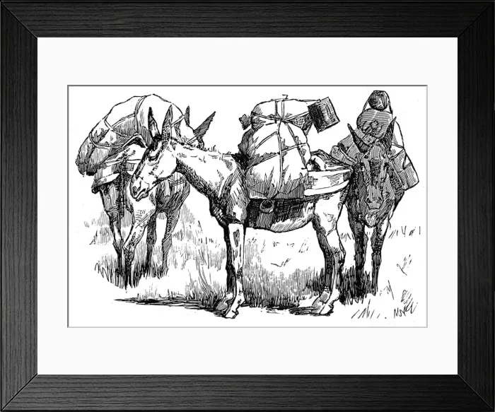 Framed Print : US Cavalry Pack Mules; Arizona, 1887 Framed Print : US Cavalry Pack Mules; Arizona, 1887