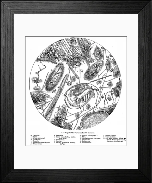 Framed Print : The Water of the Serpentine Magnified 200 Times, 1857 Framed Print : The Water of the Serpentine Magnified 200 Times, 1857