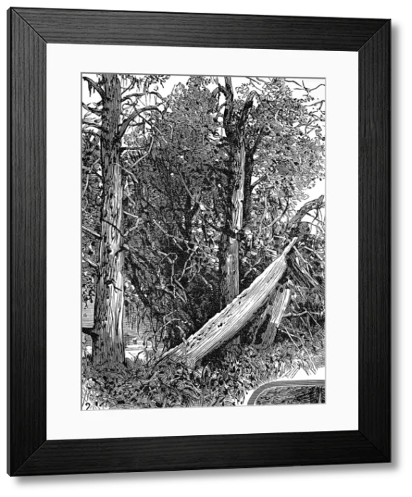 Framed Print : Native American Indian Chiefs Grave, San Juan Island, 1882 Framed Print : Native American Indian Chiefs Grave, San Juan Island, 1882