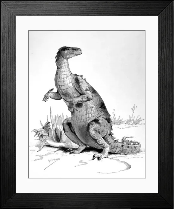 Framed Print : Restored figure of the Iguanodon Framed Print : Restored figure of the Iguanodon