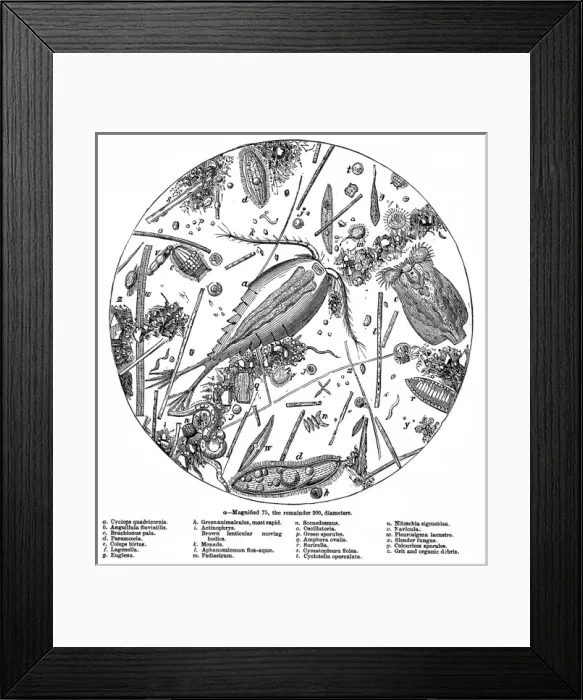 Framed Print : The Water of the Serpentine Magnified 200 Times, 1857 Framed Print : The Water of the Serpentine Magnified 200 Times, 1857