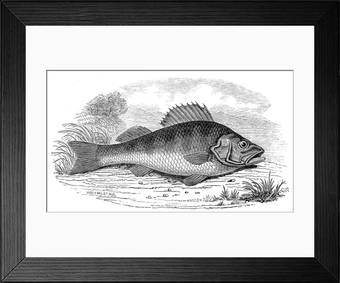 Framed Print : A Perch, 1846 Framed Print : A Perch, 1846