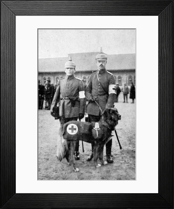 Framed Print : The Dog in War Framed Print : The Dog in War