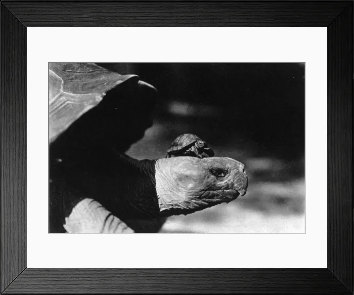 Framed Print : The smallest tortoise and the Largest tortoise in the New Yo Framed Print : The smallest tortoise and the Largest tortoise in the New Yo