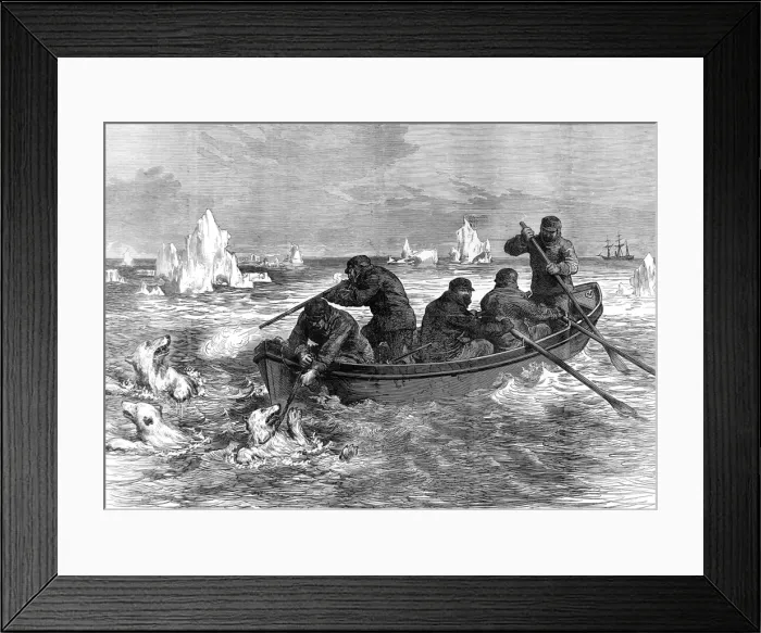 Framed Print : The crew of the Pandora hunting Polar Bears, 1875 Framed Print : The crew of the Pandora hunting Polar Bears, 1875