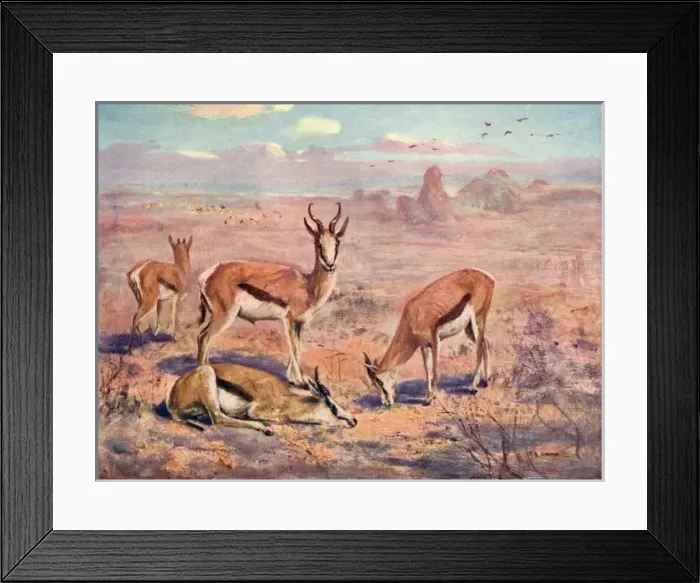Framed Print : Springbok / Cuthbert Swan Framed Print : Springbok / Cuthbert Swan