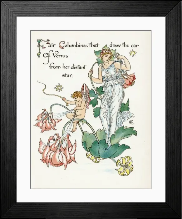 Framed Print : Aquilegia Vulgaris Framed Print : Aquilegia Vulgaris