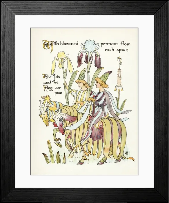 Framed Print : Plants / Iris Framed Print : Plants / Iris