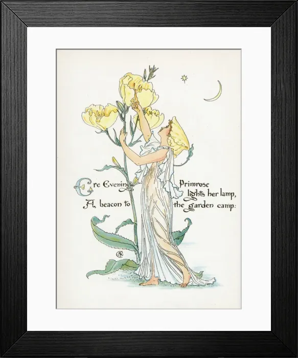 Framed Print : Oenothera Missouriensis Framed Print : Oenothera Missouriensis