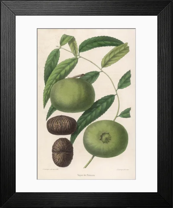 Framed Print : Noyer De Pitteurs Framed Print : Noyer De Pitteurs