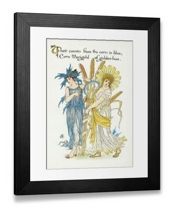 Framed Print : Chrysanthemum Segetum Framed Print : Chrysanthemum Segetum