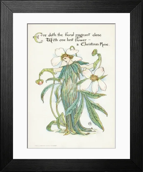 Framed Print : Plants / Helleborus Niger Framed Print : Plants / Helleborus Niger
