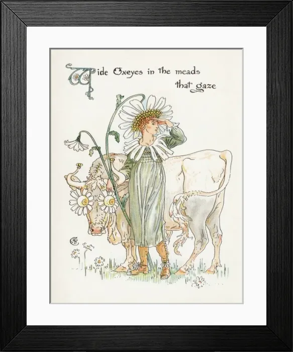 Framed Print : Chrysanthemum Leucanth Framed Print : Chrysanthemum Leucanth