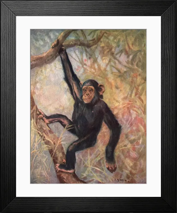 Framed Print : Chimpanzee / Wild Beasts Framed Print : Chimpanzee / Wild Beasts