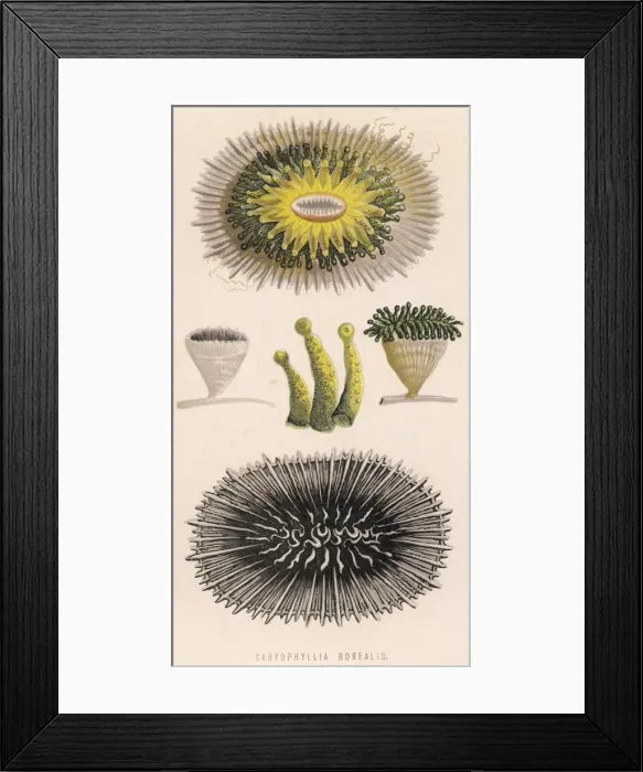 Framed Print : Coral / Various / 1870 Framed Print : Coral / Various / 1870