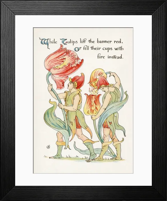 Framed Print : Plants / Tulipa Framed Print : Plants / Tulipa
