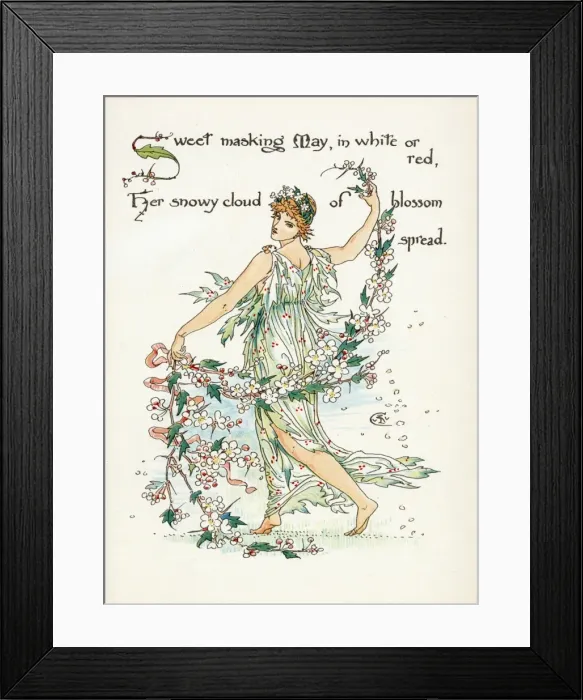 Framed Print : Crataegus Laevigata Framed Print : Crataegus Laevigata