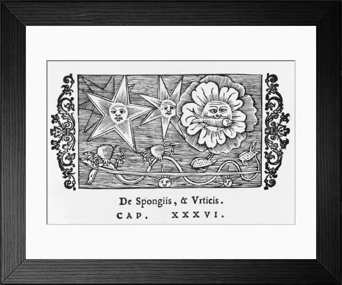 Framed Print : Norwegian Sea Creatures Framed Print : Norwegian Sea Creatures