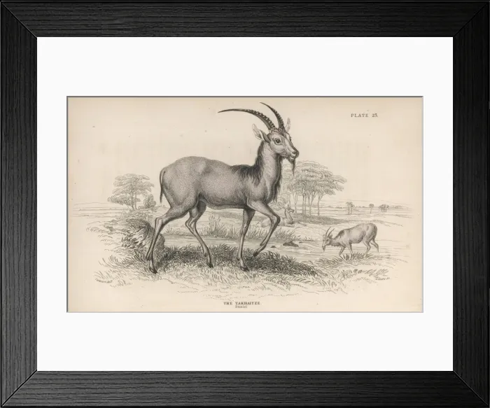 Framed Print : Antelope / Takhaitze / Nl Framed Print : Antelope / Takhaitze / Nl