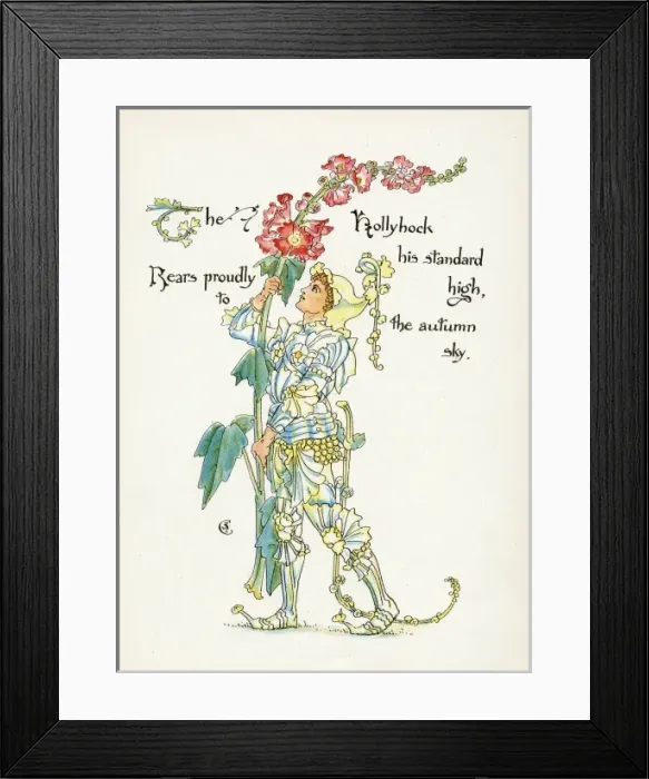 Framed Print : Plants / Althaea Rosea Framed Print : Plants / Althaea Rosea