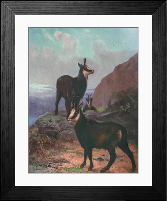 Framed Print : Animals / Chamois / Swan Framed Print : Animals / Chamois / Swan