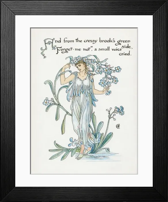 Framed Print : Plants / Myosotis Framed Print : Plants / Myosotis