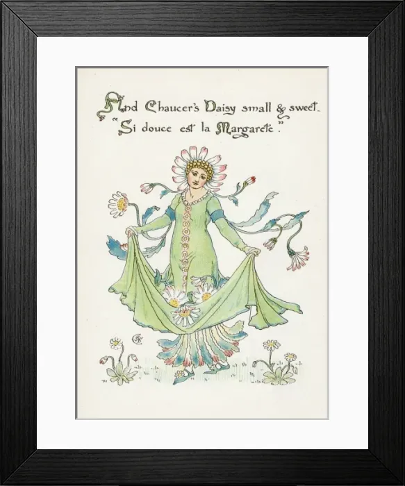 Framed Print : Leucanthemum Vulgare Framed Print : Leucanthemum Vulgare