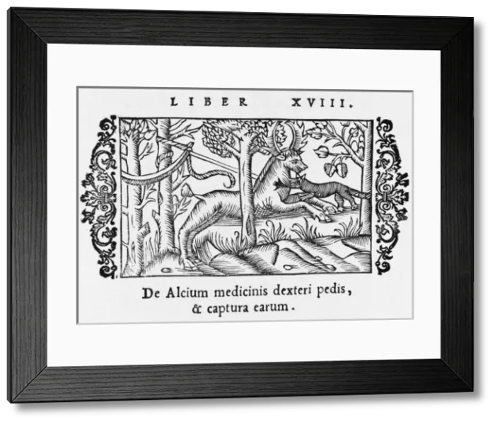 Framed Print : Moose (Elk) / Olaus / Caught Framed Print : Moose (Elk) / Olaus / Caught