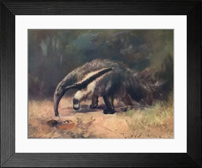 Framed Print : Ant-Eater / Cuthbert Swan Framed Print : Ant-Eater / Cuthbert Swan