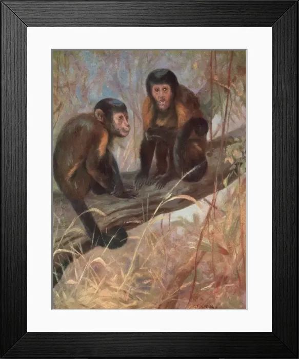 Framed Print : Monkeys / Capuchins / Swan Framed Print : Monkeys / Capuchins / Swan